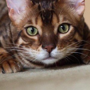 Meet your Posher, Rebecca